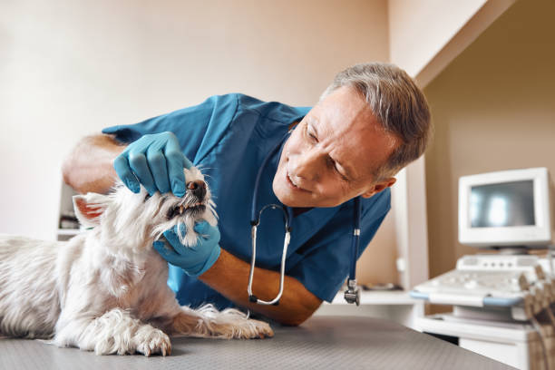 Best Emergency Dental Care for Trauma or Injury in Springfield, KY